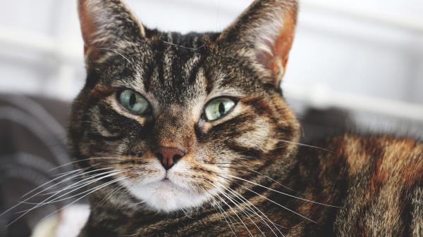 Cat Muzzle Striped Home Wallpaper