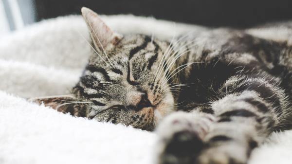 Cat Muzzle Striped Lies Image Wallpaper