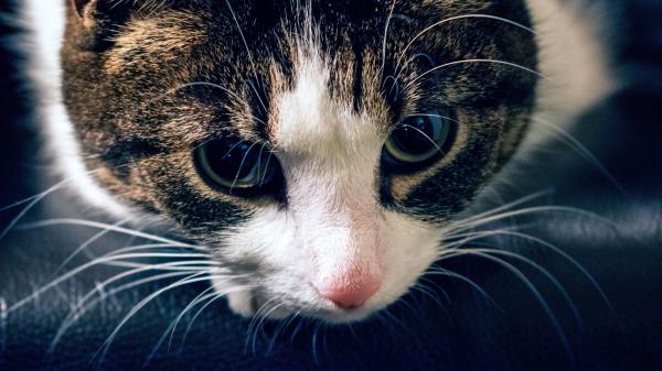 Cat Muzzle Striped Look Wallpaper