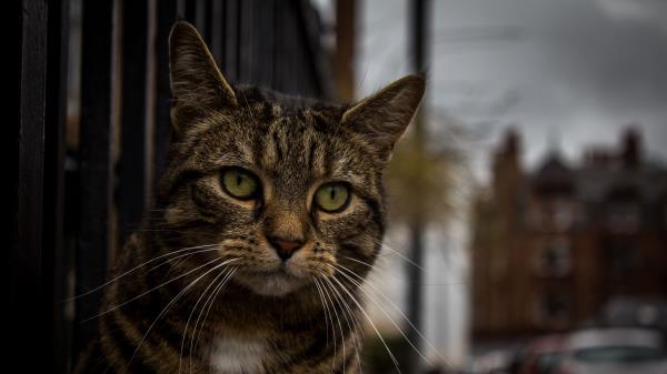 Cat Muzzle Striped Wallpaper