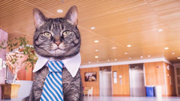 Cat Muzzle Tie Wallpaper