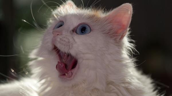 Cat Muzzle Wonderment Tongue Fluffy Wallpaper
