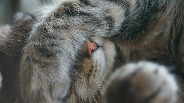 Cat Paw Face Emotion Gr Wallpaper