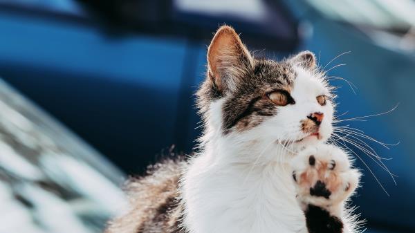 Cat Paw Funny Wallpaper