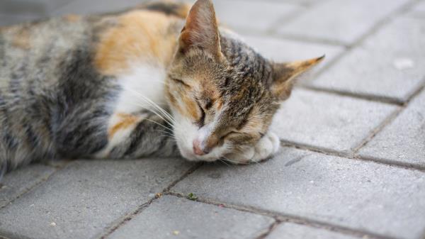 Cat Paw Lies Spotted Red Sleep Wallpaper