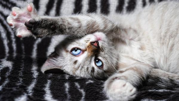 Cat Paws Lies Playful Wallpaper