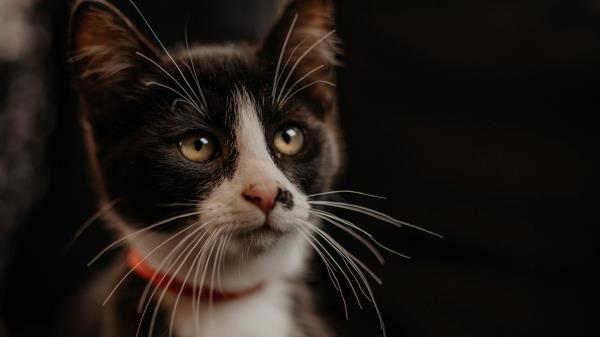 Cat Pet Glance Im Wallpaper