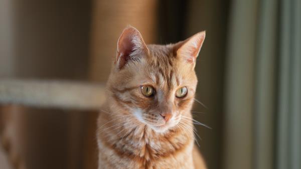 Cat Pet Glance Image Wallpaper