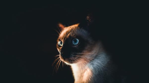 Cat Pet Glance Img Wallpaper