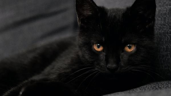 Cat Pet Glance Pict Wallpaper