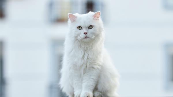 Cat Pet Glance Picture Wallpaper