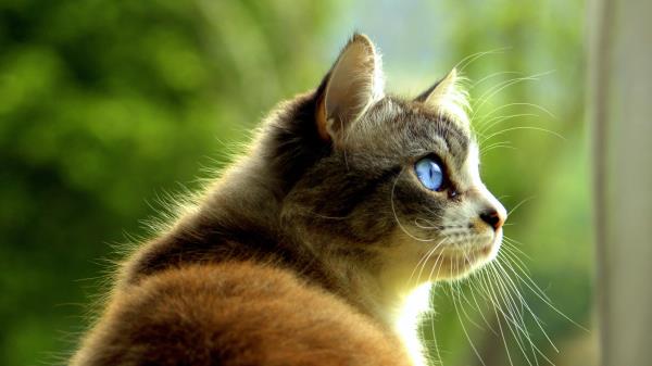 Cat Pet Glance Wallpaper