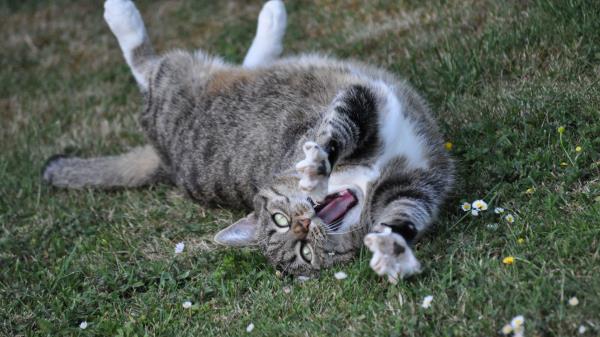 Cat Playful Cool Lying Grass Wallpaper