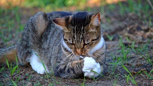 Cat Playful Grass Wallpaper