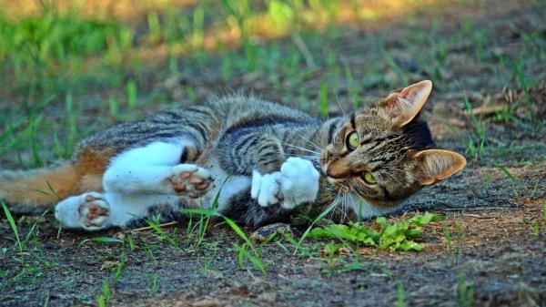 Cat Playful Lying Striped Wallpaper