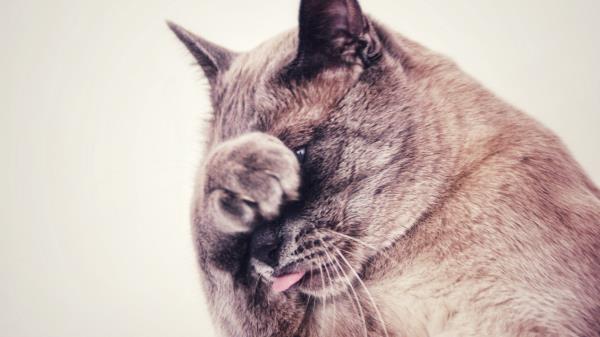 Cat Protruding Tongue Hide Wallpaper