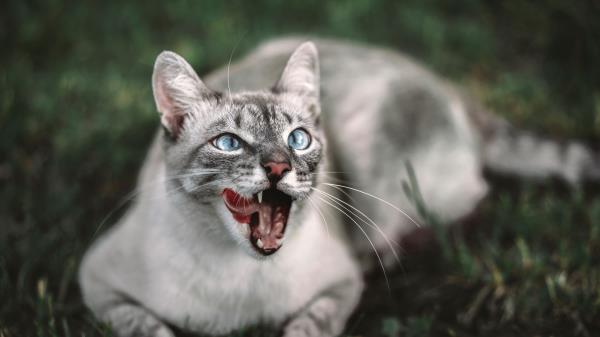 Cat Protruding Tongue Muzzle Wallpaper