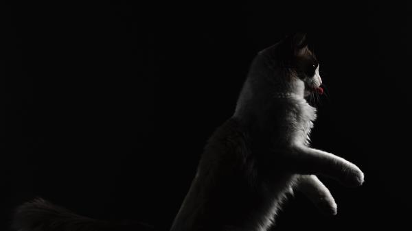 Cat Protruding Tongue Pet Image Wallpaper