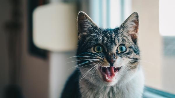 Cat Scream Emotion Wallpaper