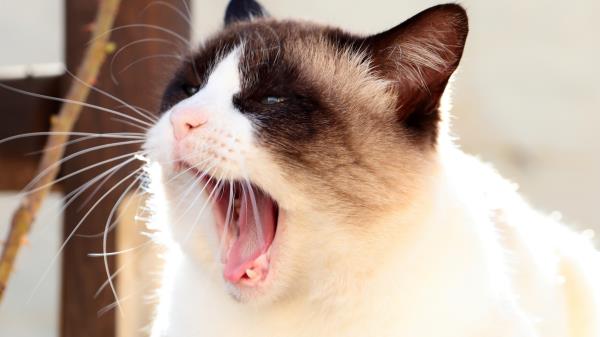 Cat Siamese Face Yawn Wallpaper