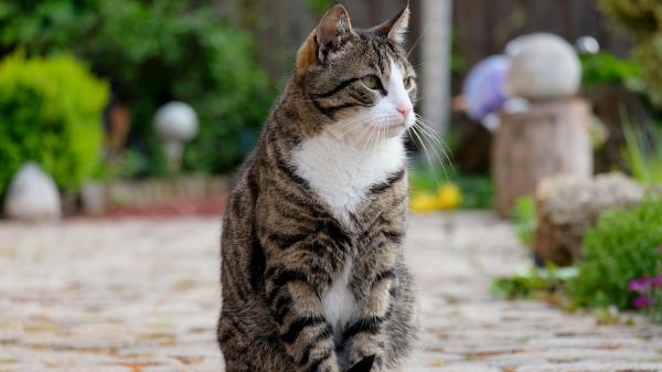 Cat Sitting Striped Wallpaper