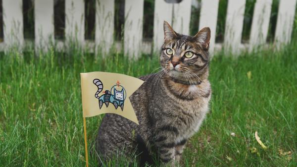 Cat Small Flag Grass Wallpaper