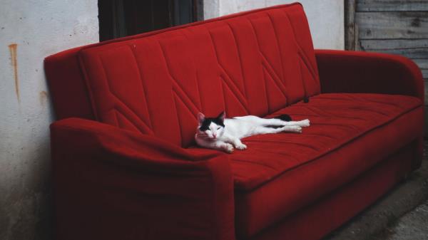 Cat Sofa Lies Wallpaper