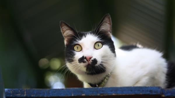 Cat Spotted Muzzle Beautiful Wallpaper