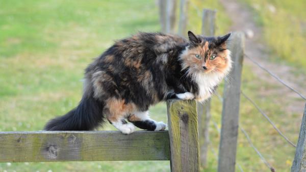 Cat Spotted Walk Wallpaper
