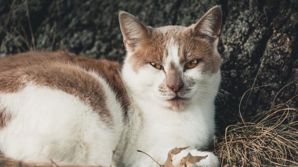 Cat Spotty Lies Wallpaper