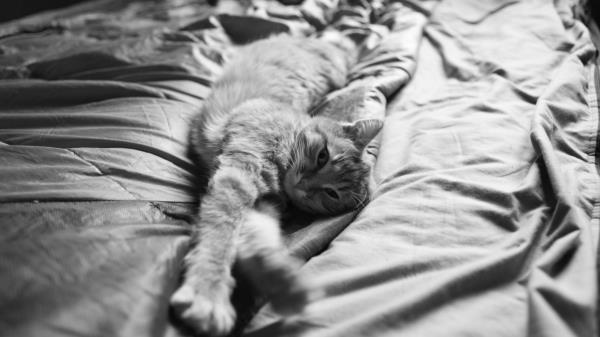 Cat Stretch Fluffy Wallpaper