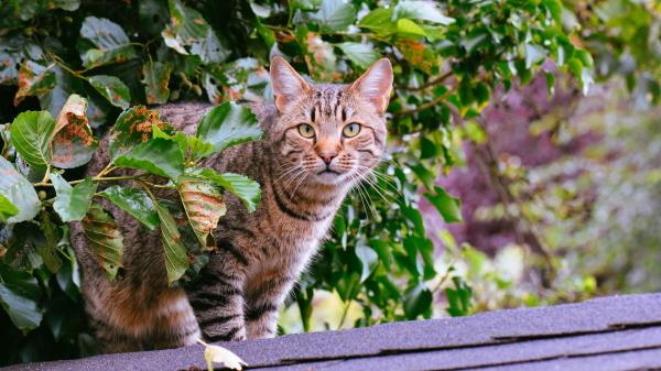 Cat Striped Foliage Wallpaper