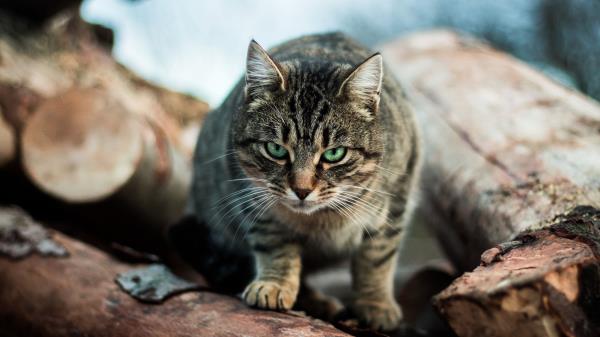 Cat Striped Green Eyed Wallpaper