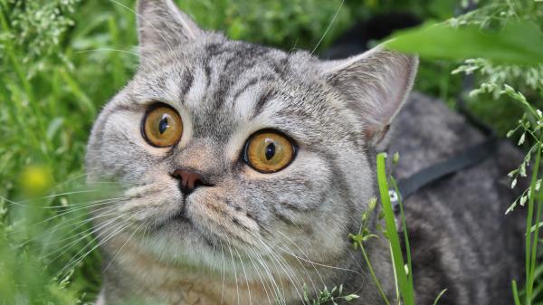 Cat Tabby Eyes Gras Wallpaper