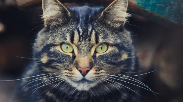 Cat Tabby Face Eyes Wallpaper