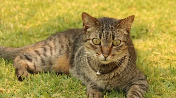 Cat Tabby Grass Lying Sleighbell Collar Wallpaper
