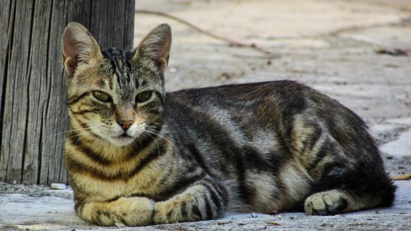 Cat Tabby Lies Wallpaper