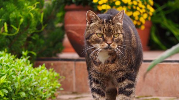 Cat Tabby Walk Wallpaper