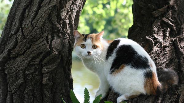 Cat Tree Bark Lie Danger Wallpaper