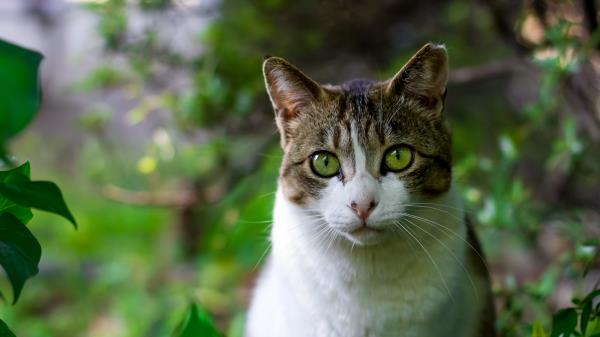 Cat Trees Leaves Muzzle Wallpaper