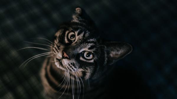 Cat View Brown Wallpaper