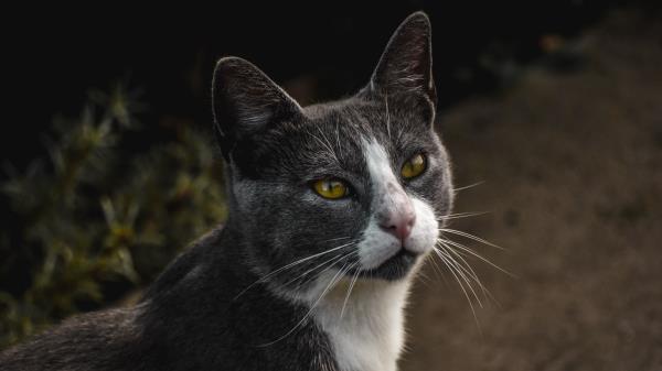Cat View Pet Wallpaper