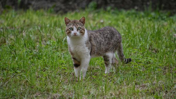 Cat Walk Grass Wallpaper