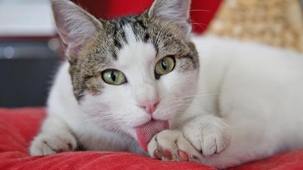 Cat Wash Face Spotted Wallpaper