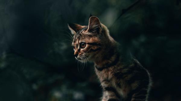 Cat Wild Brown Wallpaper