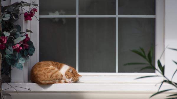 Cat Window Sill Sleep Wallpaper