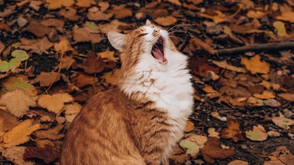 Cat Yawn Funny Wallpaper