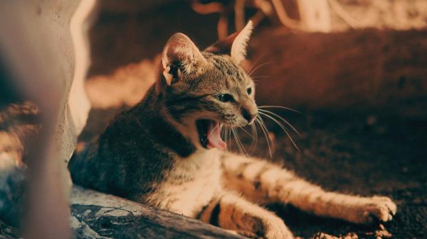 Cat Yawn Tongue Protruding Wallpaper