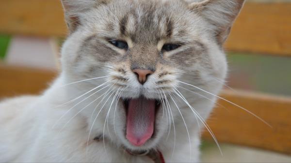Cat Yawning Sweet Muzzle Wallpaper