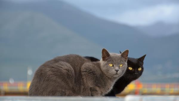 Cats Couple Mountains Blurring Wallpaper
